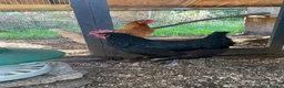 Chickens poultry for sale: Chestnut rock chicken in Huntingdon - Advert 4