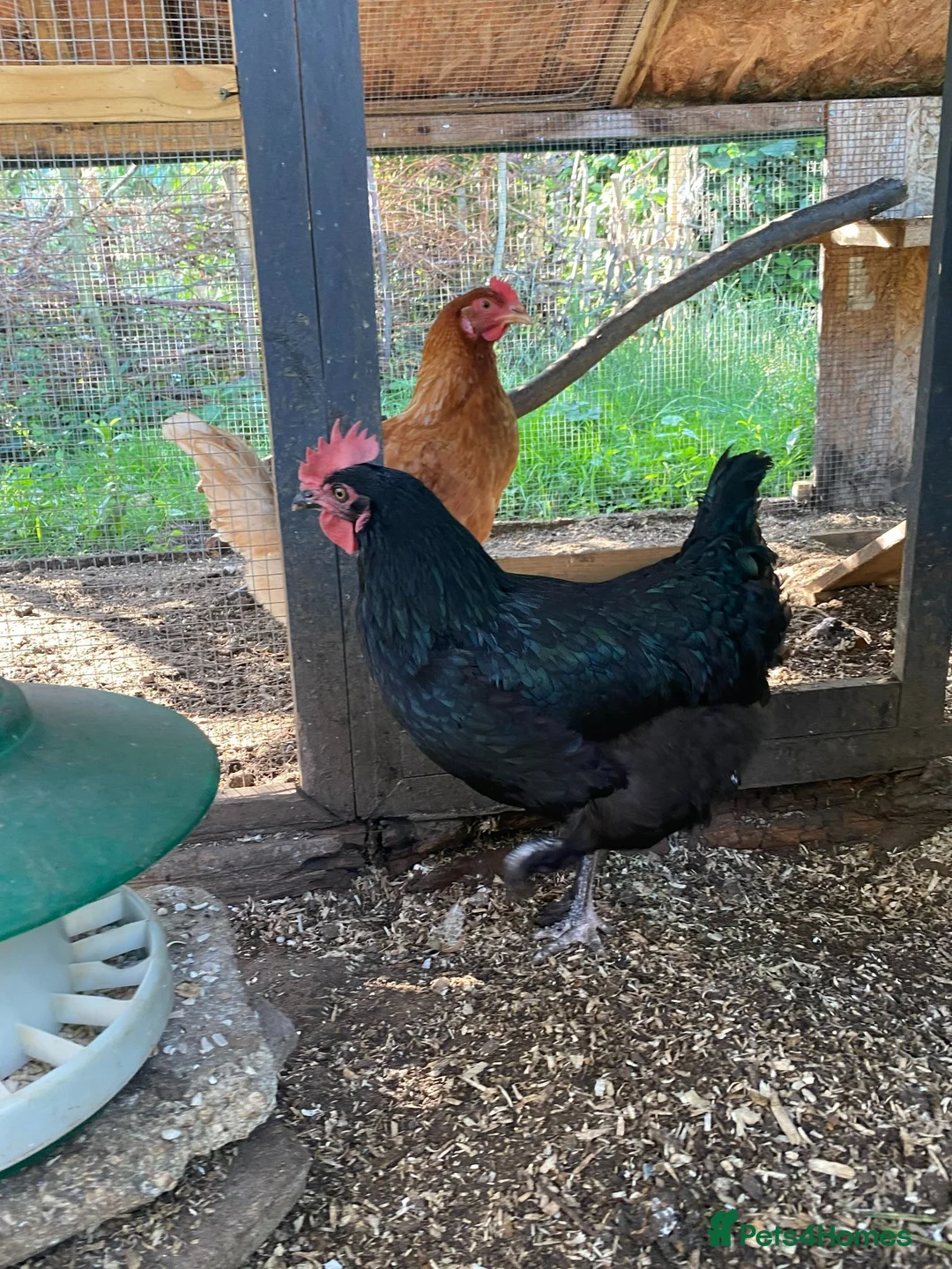 Chickens poultry for sale: Chestnut rock chicken in Huntingdon - Advert 4