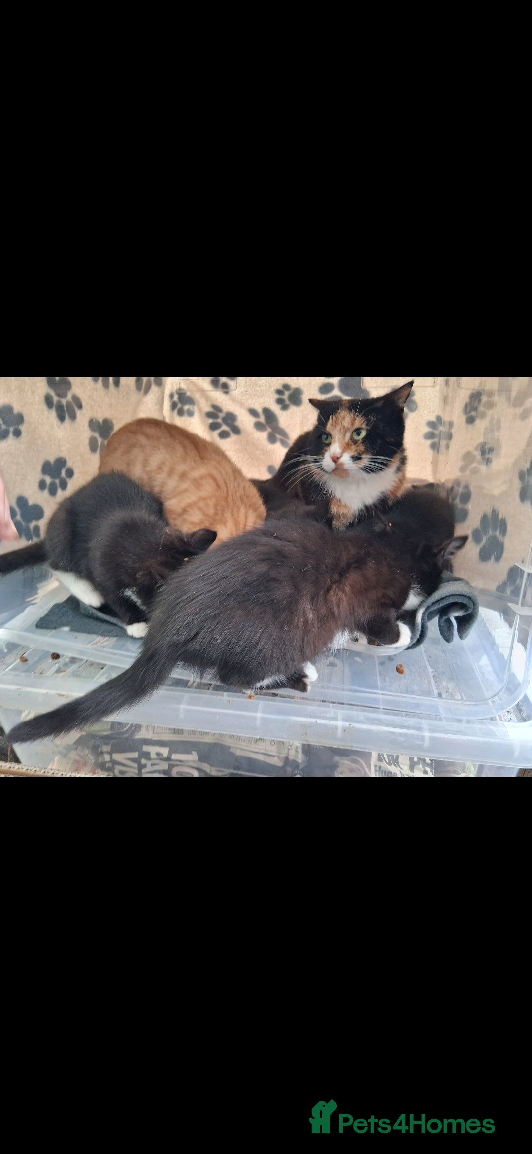 British Shorthair cats for sale: Kittens for sale - Advert 1