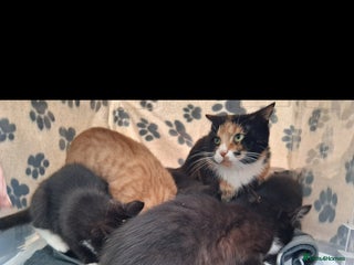 British Shorthair cats Kittens for sale - Advert 3