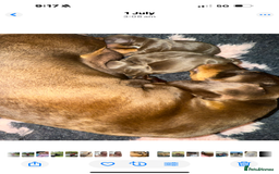 Miniature Dachshund dogs for sale: Perfect Miniature dachshund  - Image 18