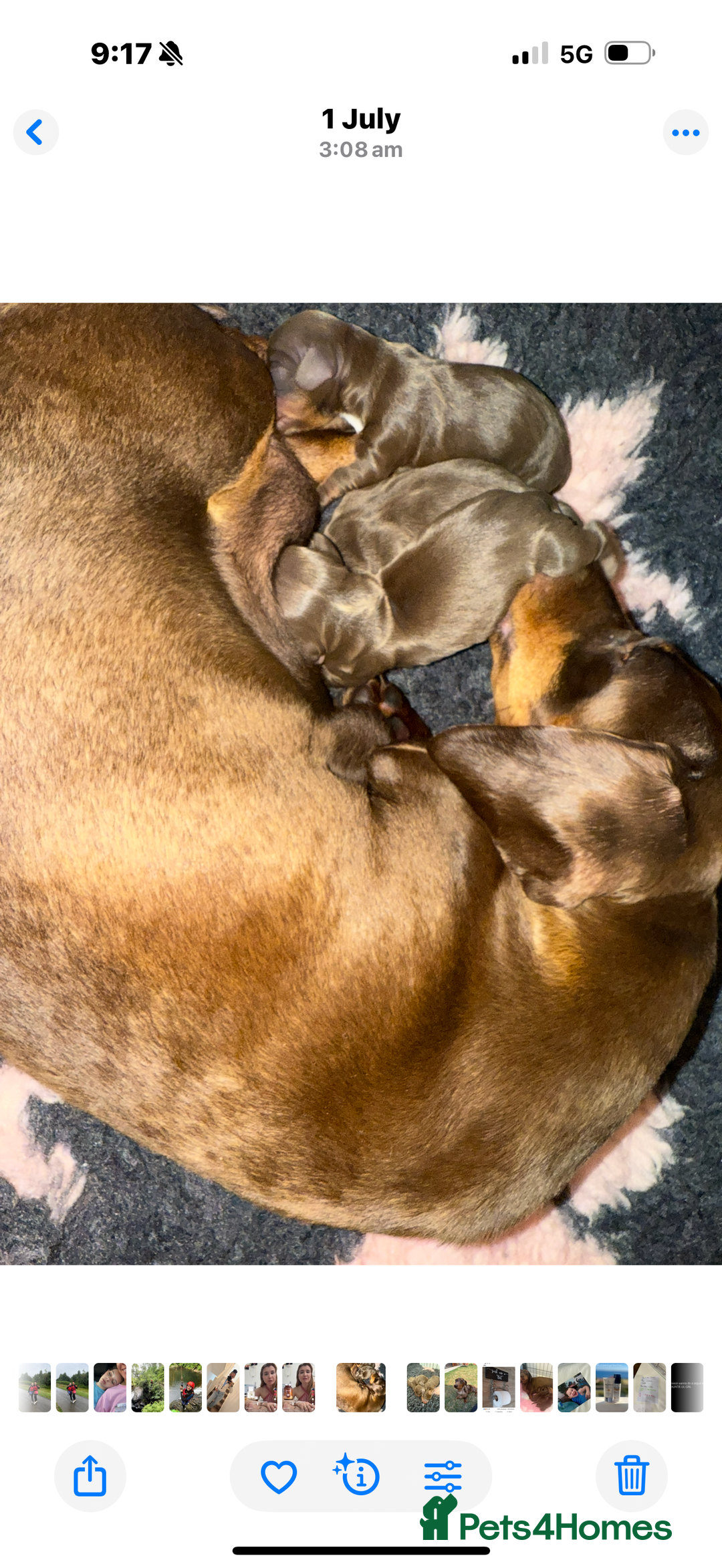 Miniature Dachshund dogs for sale: Perfect Miniature dachshund  - Image 18