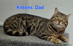 Bengal cats for sale: 3 brown bengal boys - Image 22