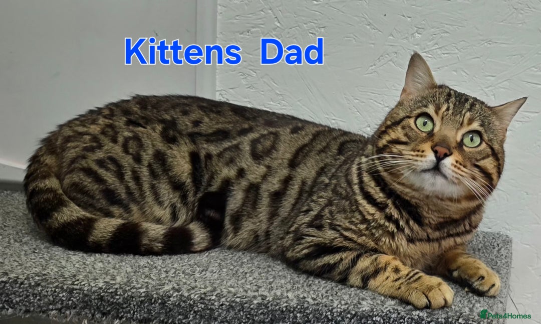 Bengal cats for sale: 3 brown bengal boys - Image 22
