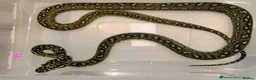 Snake reptiles for sale: Diamond Carpet Pythons - Advert 3