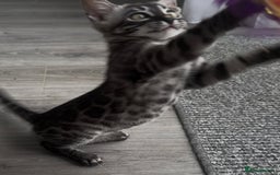 Bengal cats for sale: Breed quality silver bengal kittens 🐆💎🤍🩶🖤 - Image 17