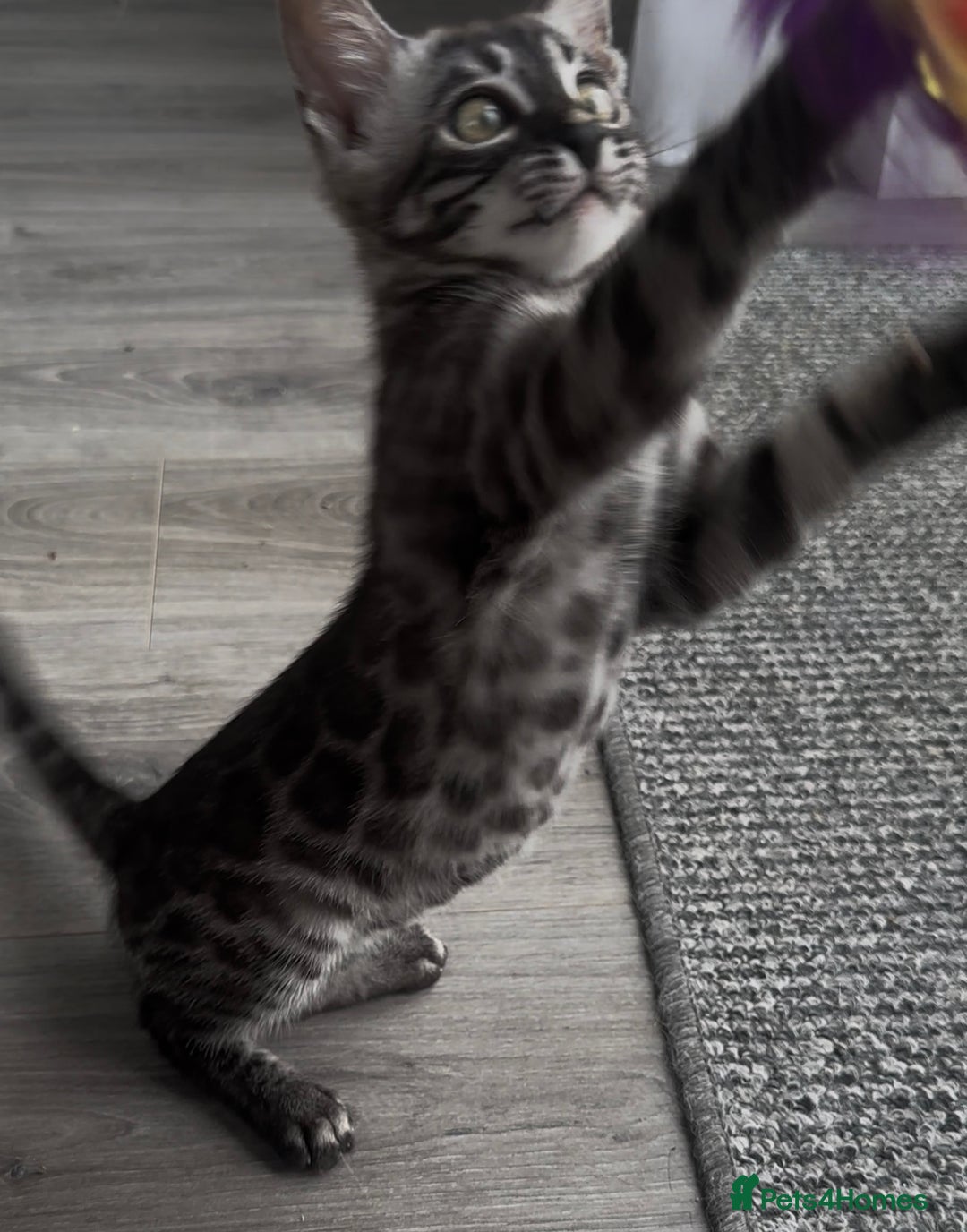 Bengal cats for sale: Breed quality silver bengal kittens 🐆💎🤍🩶🖤 - Image 17