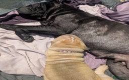 Shar Pei dogs for sale: One stunning female shar-pei left. - Image 6