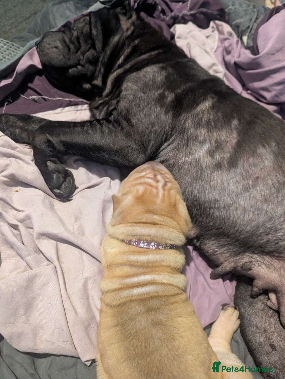 Shar Pei dogs for sale: One stunning female shar-pei left. - Image 6