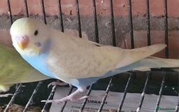 Budgerigars birds for sale: Baby Budgies  - Image 15