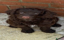 Cockapoo dogs for sale: last F1 boy ready now - Image 21