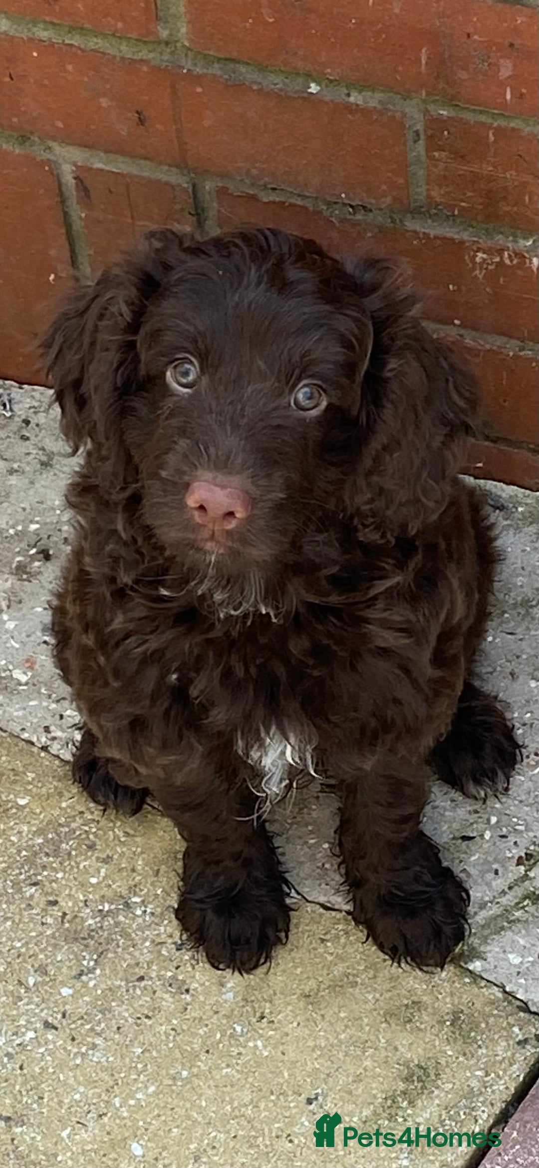 Cockapoo dogs for sale: last F1 boy ready now - Image 21