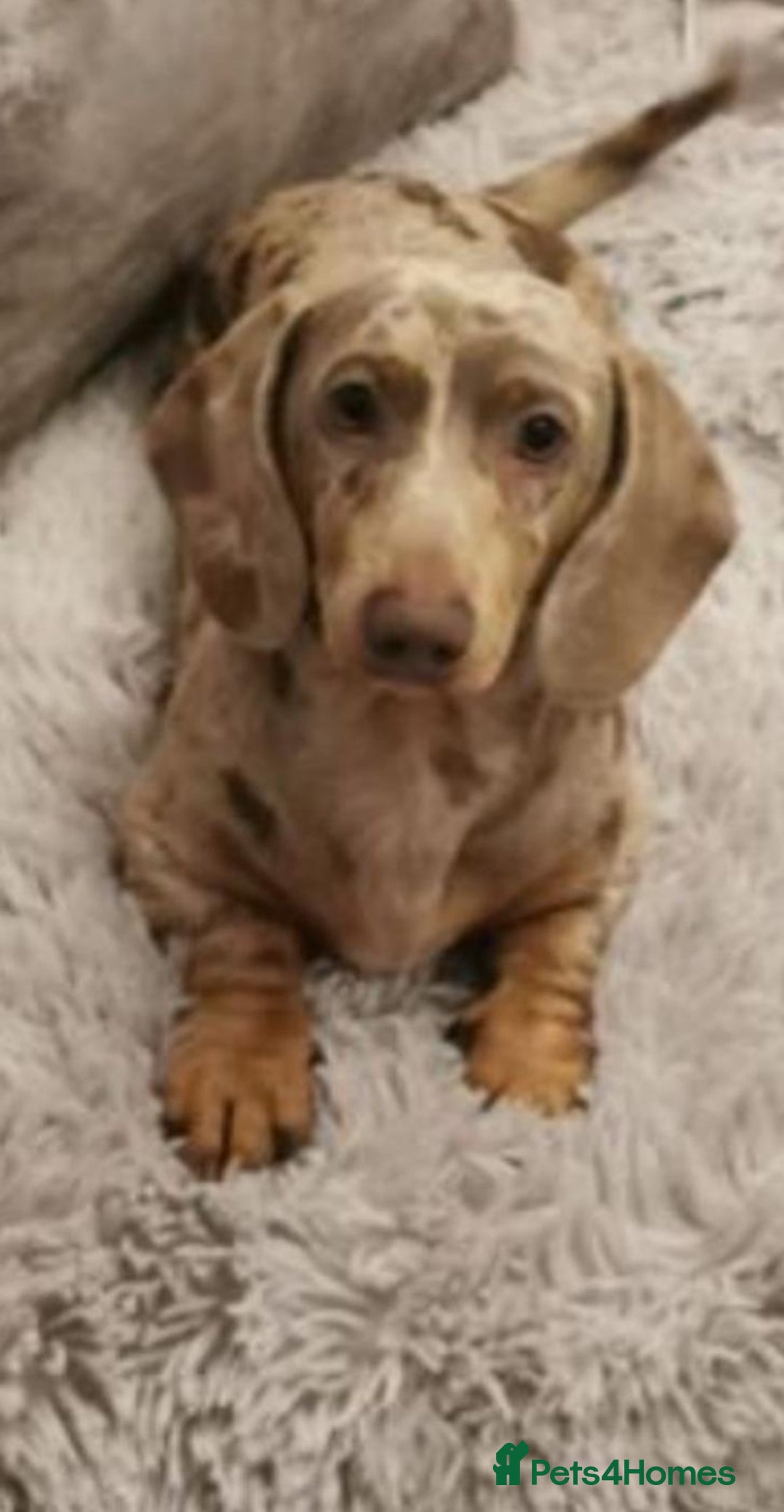 Dachshund dogs for stud: Isabella & tan dapple miniature dachshund  in Wolverhampton - Advert 2