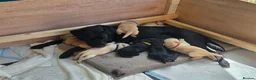 Labrador Retriever dogs for sale: Beautiful labrador puppies  - Advert 7