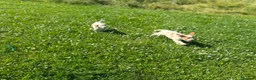 Cocker Spaniel dogs for sale: Working cocker spaniel puppies - Advert 12