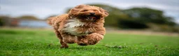 Australian Labradoodle dogs for stud: Australian labradoodle Stud dog from Australia  - Advert 4
