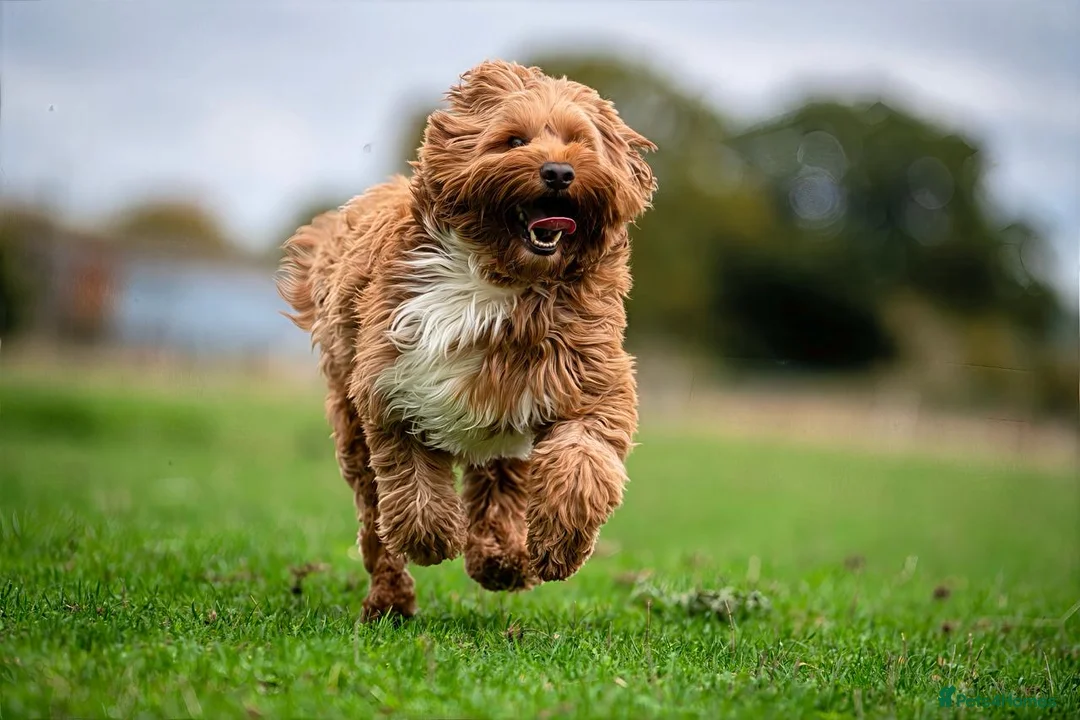 Australian Labradoodle dogs for stud: Australian labradoodle Stud dog from Australia  - Advert 4