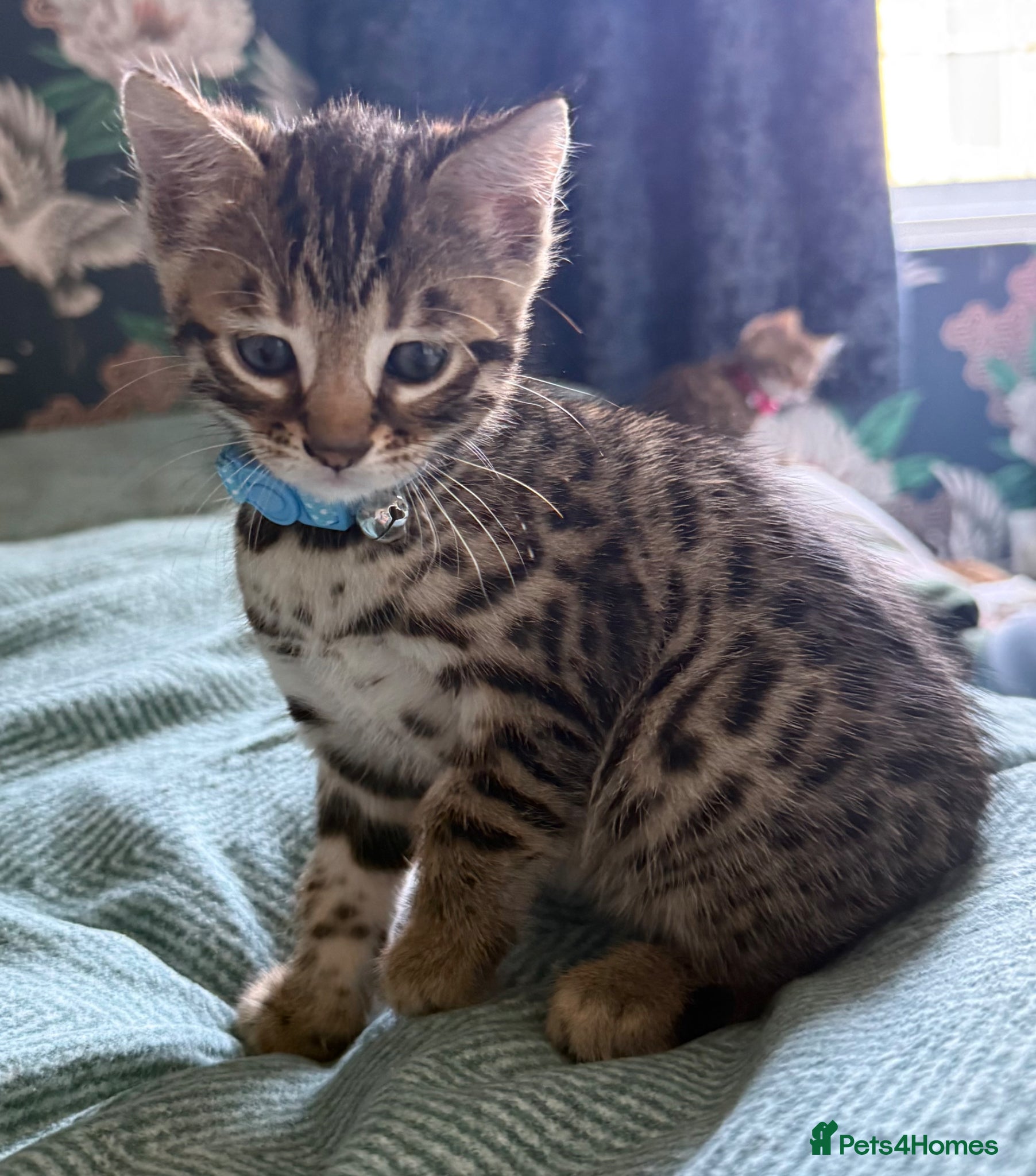 Bengal cats LAST ONE LEFT - MALE ✨GLITTER Coat✨Bengal kittens  - Advert 1