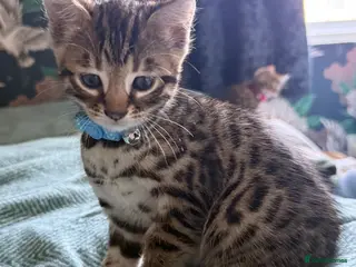 Bengal cats LAST ONE LEFT - MALE ✨GLITTER Coat✨Bengal kittens - Advert 1