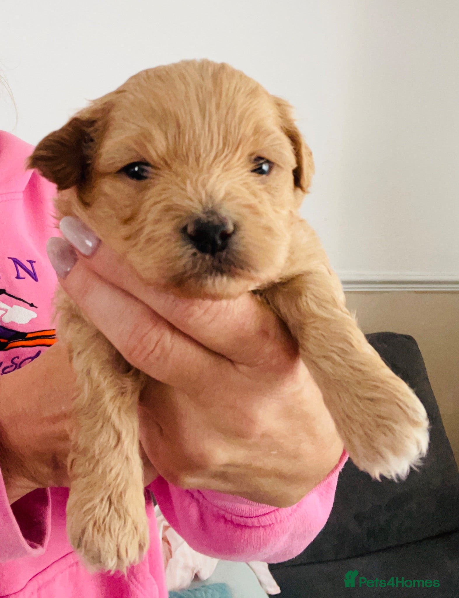 Mixed Breed dogs Incredible Rare Hybrid Pups 😍🐾 - Advert 2