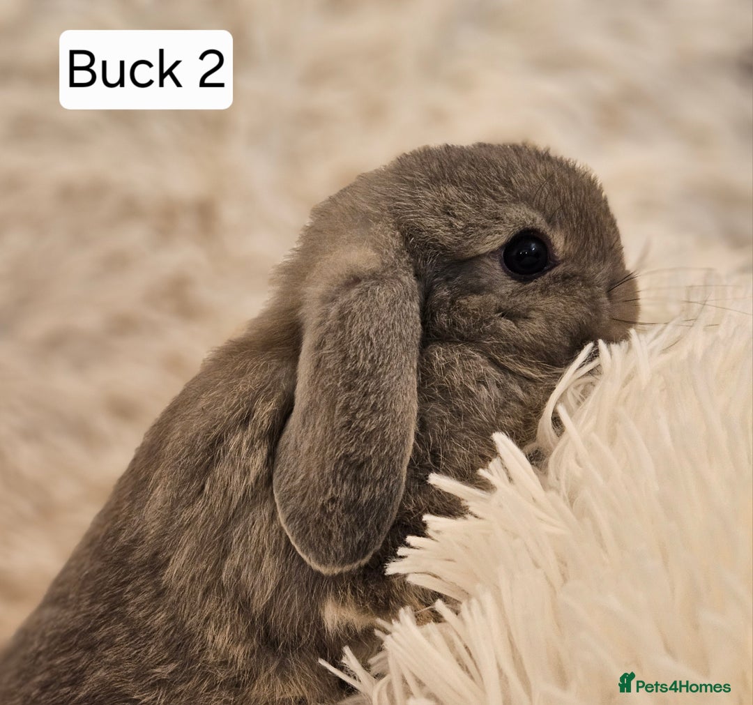 Mini Lop rabbits for sale: Mini Lop Rabbits. Ready to Leave on 29.11.25 - Advert 2