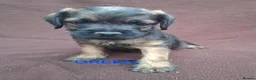Border Terrier dogs for sale: BORDER TERRIERS SLEM CLEAR  - Advert 8