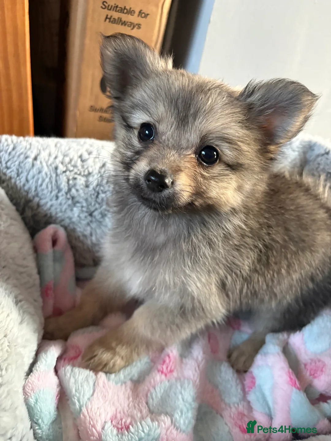 Pomeranian dogs for sale: Pomeranian puppies  - Advert 28
