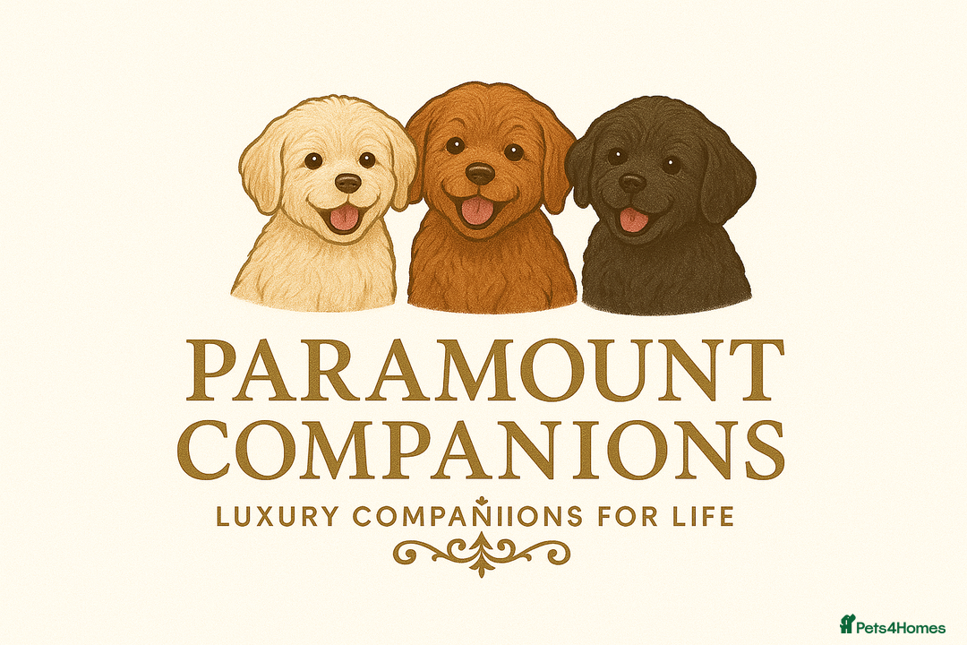 Cavapoo dogs for sale: ✨Exceptional Cavapoo Puppies Raised with love🐾 - Image 8