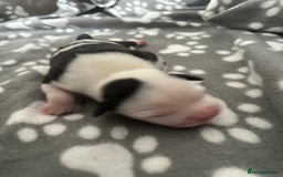Mixed Breed dogs for sale: StaffyXAmerican bulldog puppies  - Image 3