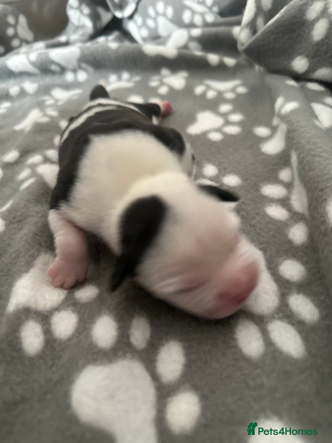 Mixed Breed dogs for sale: StaffyXAmerican bulldog puppies  - Image 3