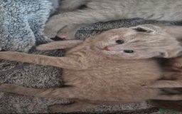 Scottish Fold cats for sale: Scottish fold and straight kittens  - Image 2