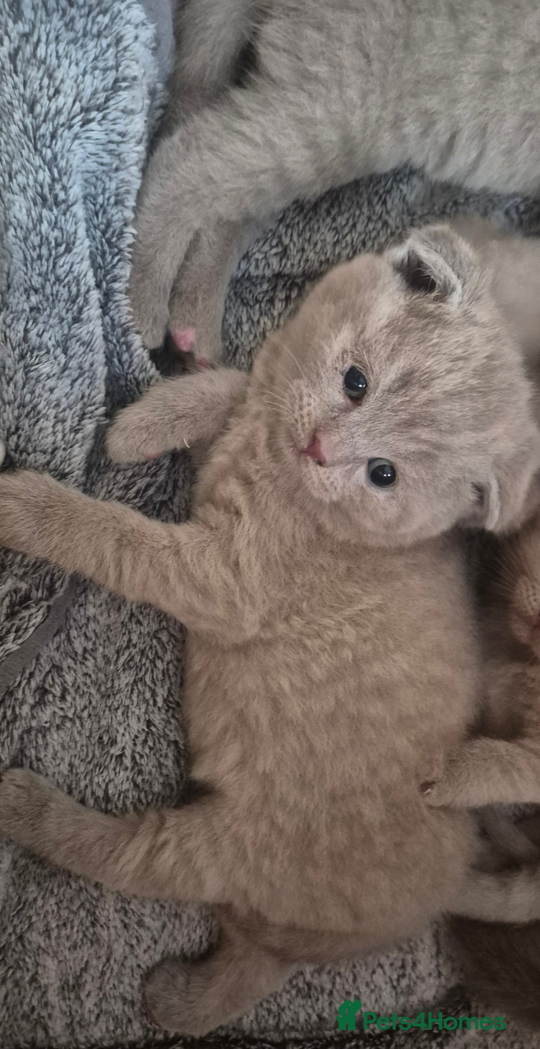 Scottish Fold cats for sale: Scottish fold and straight kittens  - Image 2