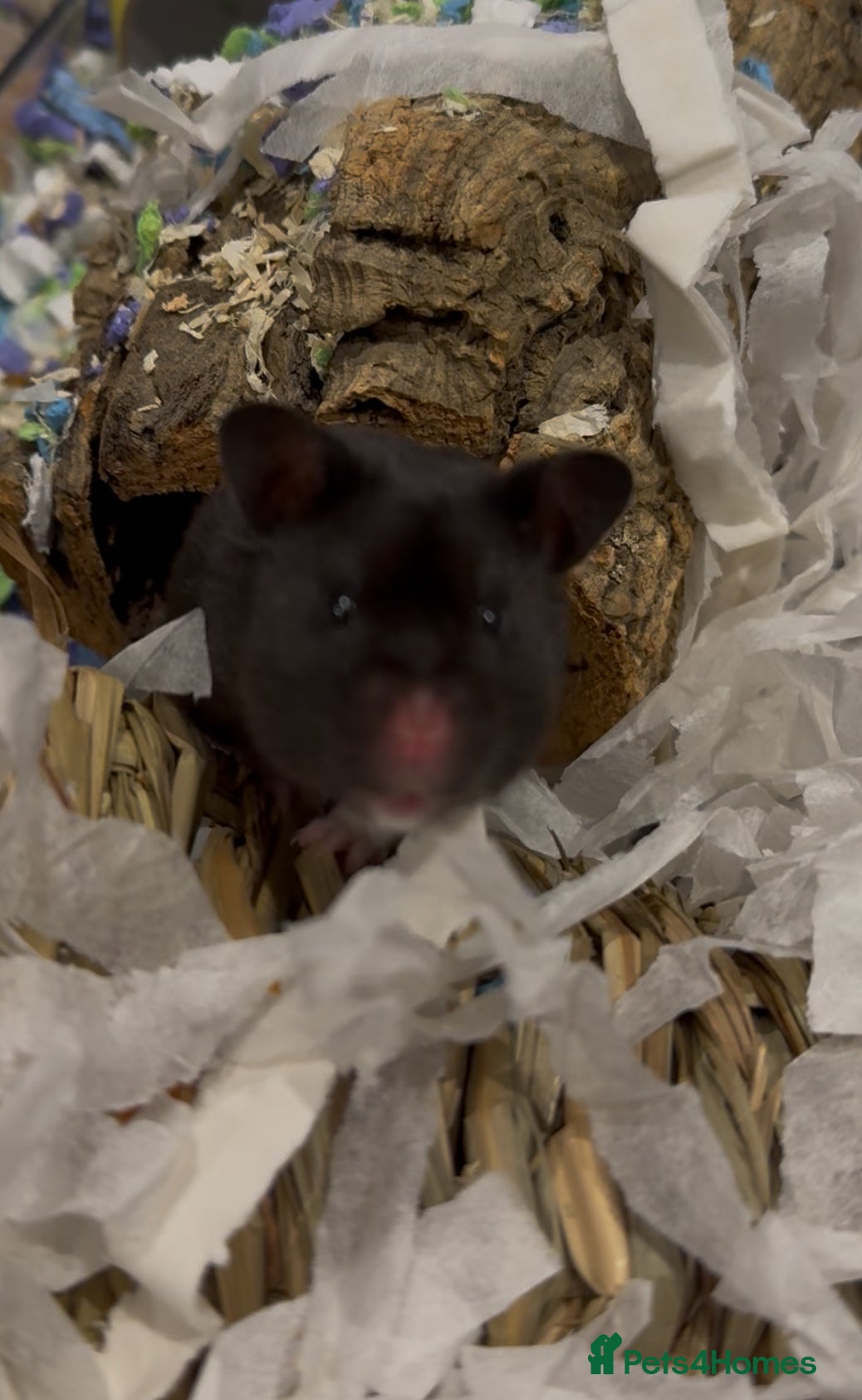 Hamster rodents Eclipse for adoption🖤 - Advert 5