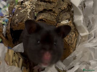 Hamster rodents Eclipse for adoption🖤 - Advert 4