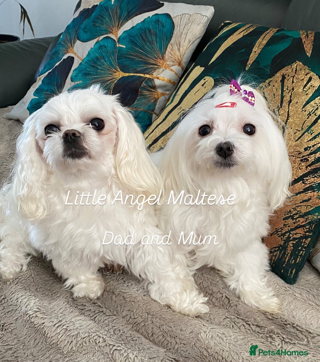 Maltese dogs for sale: ✨ Outstanding KC half-Korean Maltese Puppies ✨ - Advert 15