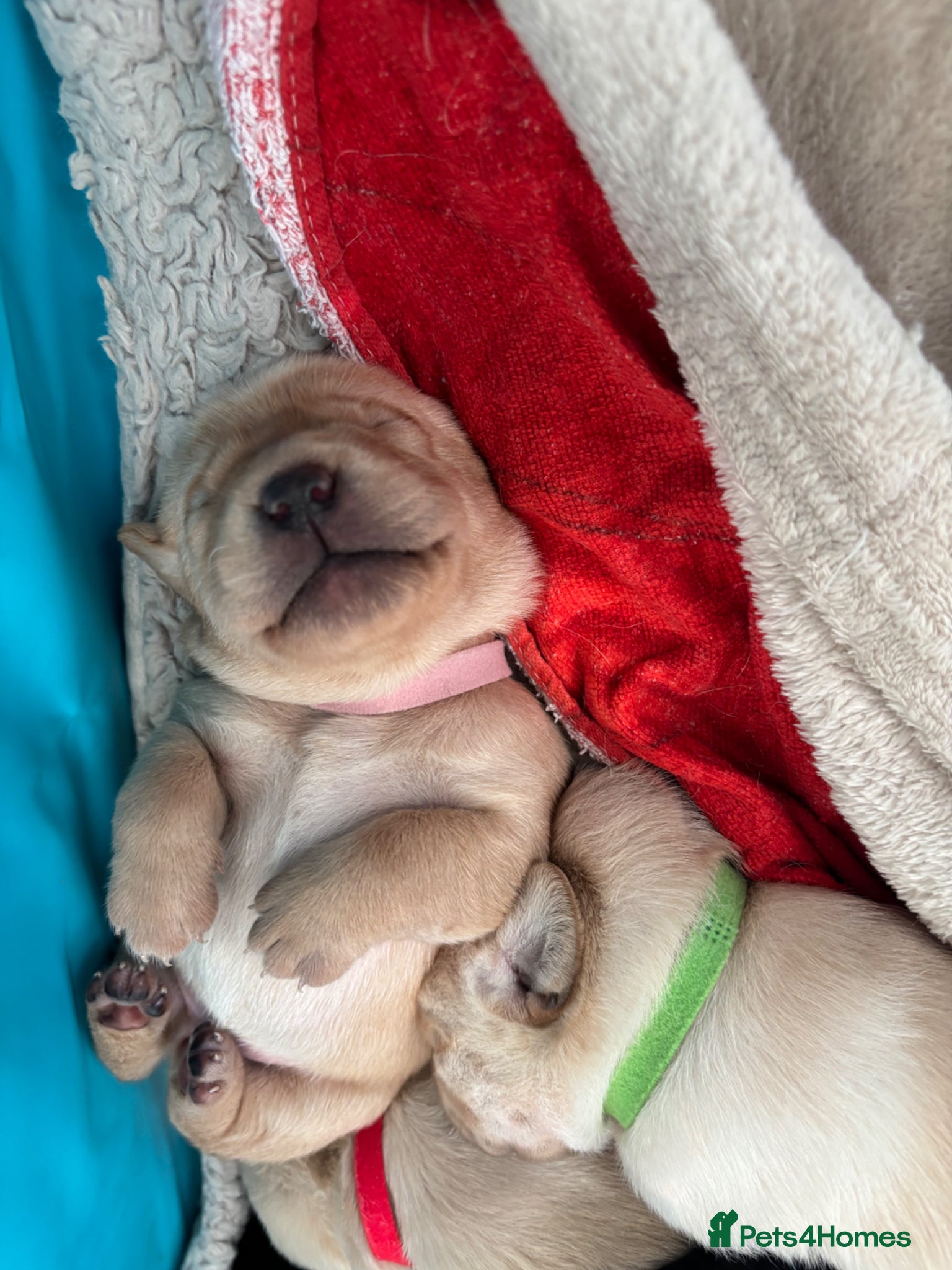 Labrador Retriever dogs Beautiful second (and final) litter from Luna - Advert 15