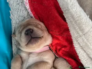 Labrador Retriever dogs Beautiful second (and final) litter from Luna - Advert 15