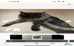 Maine Coon cats for sale: TICA registered russian poly and non poly kittens - Image 7