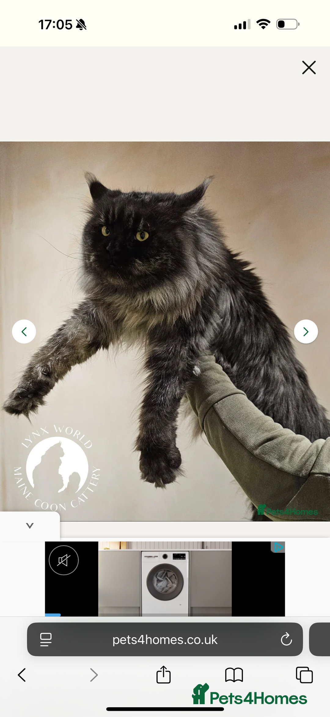 Maine Coon cats for sale: TICA registered russian poly and non poly kittens - Image 7