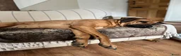 Rhodesian Ridgeback dogs for sale: Wait List Open - Safely Arrived 14th June - Advert 24