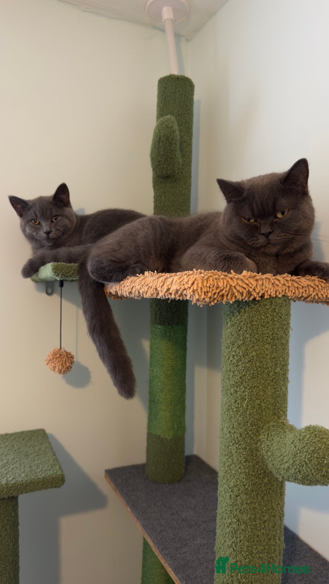 Scottish Fold cats for sale: Scottish straight cats - Advert 6