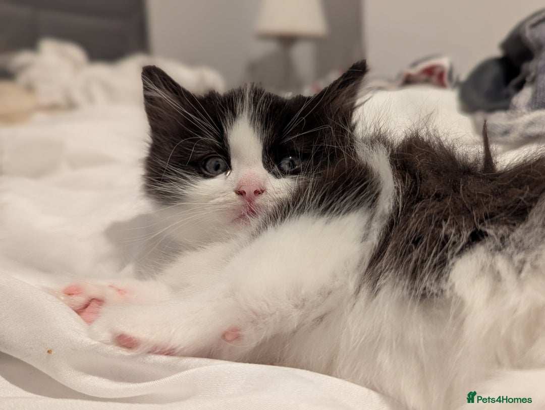 Maine Coon cats for sale: Maine Coon x Ragdoll kittens - Advert 13