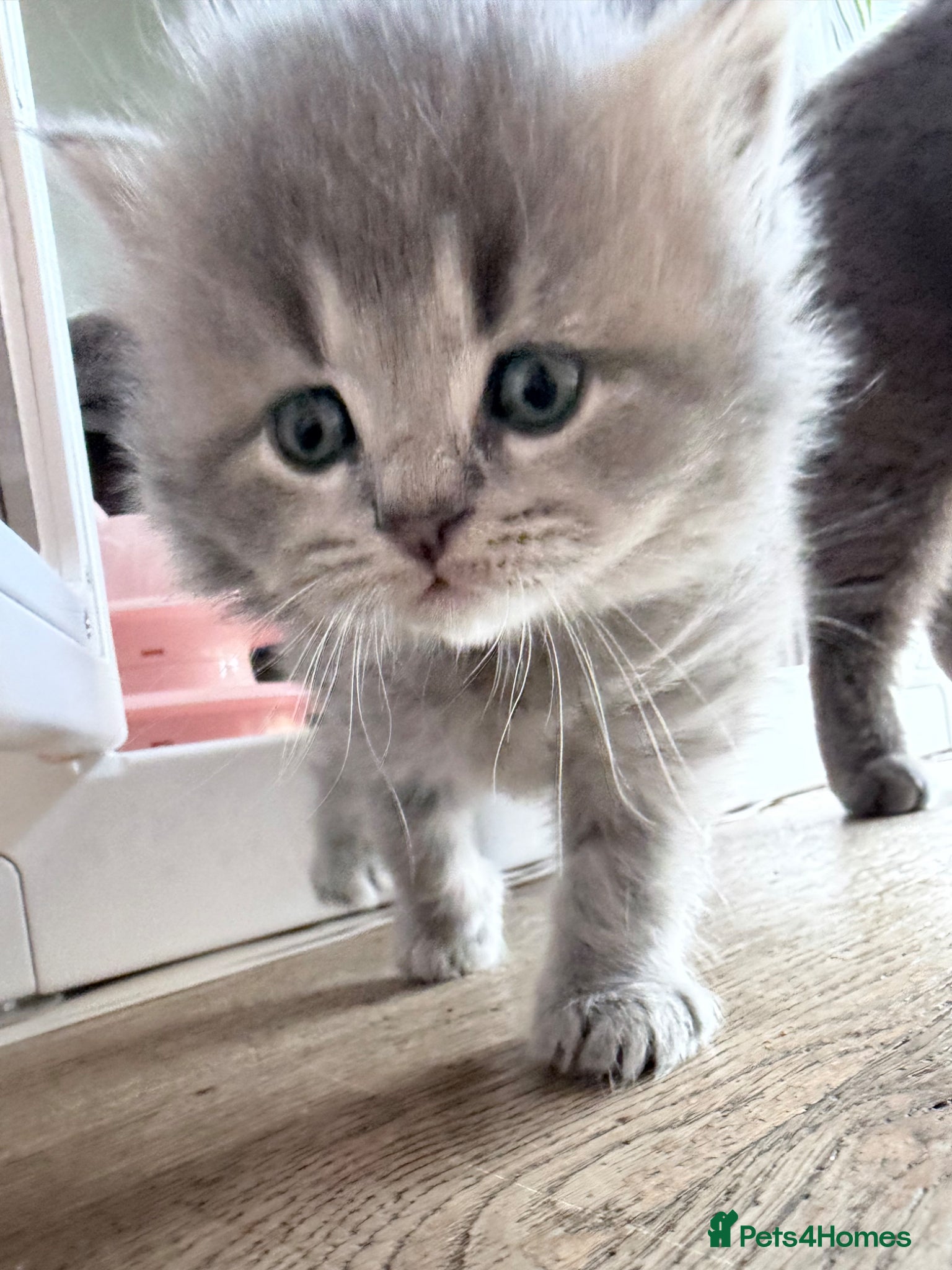 British Shorthair cats for sale: Exceptional British Shorthair kittens 🩷 - Advert 18