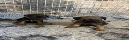 Border Terrier dogs for sale: Border terriers - Advert 4
