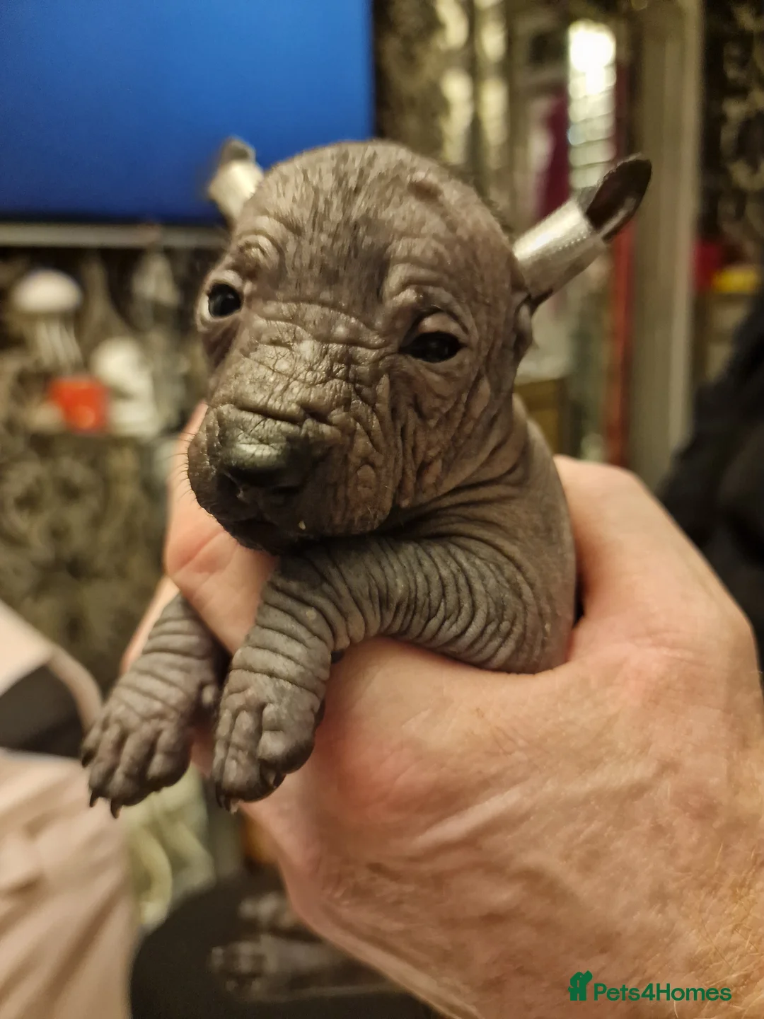 Mexican Hairless dogs for sale: 1 mini girl naked 1400 - Advert 13