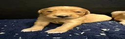 Golden Retriever dogs for sale: Wonderful litter - Advert 7