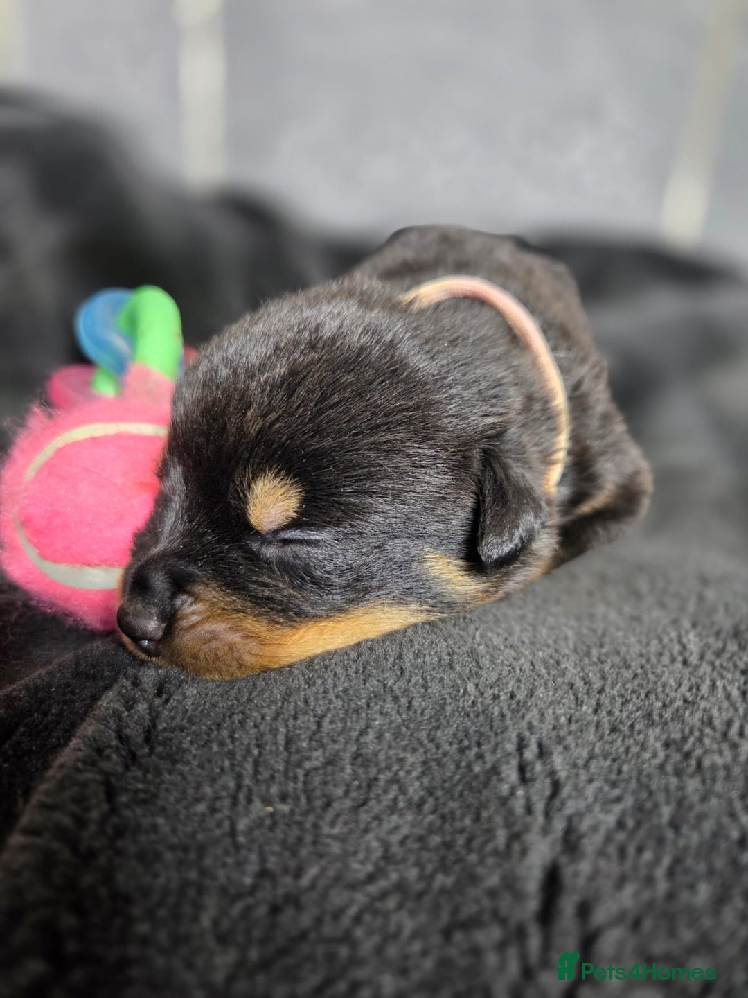 Rottweiler dogs for sale: Stunning Rottweiler pups - Advert 13
