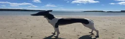 Whippet dogs for sale: Exceptional bred whippets for sale  in Stafford - Advert 6