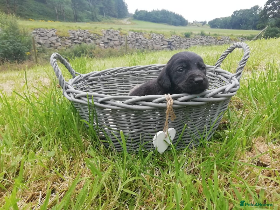 Cockerdor dogs for sale: Gorgeous cockador Puppies - Image 12