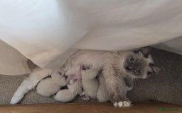 Ragdoll cats for sale: Active TICA princesses 👑❤️🩷💜 - Image 38